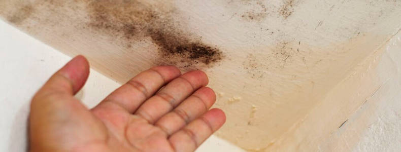 Mould damage is usually a sign of a leaking roof.